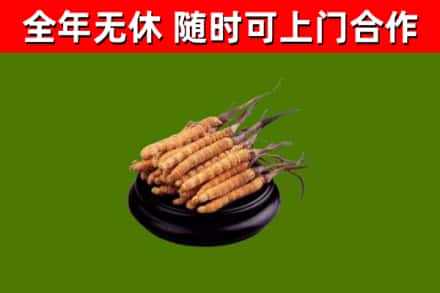 德宏回收散虫草