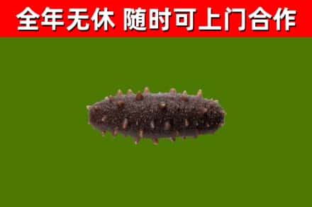 德宏回收海参干